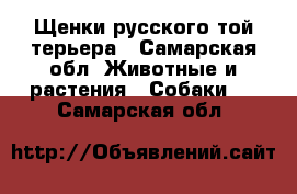 Щенки русского той-терьера - Самарская обл. Животные и растения » Собаки   . Самарская обл.